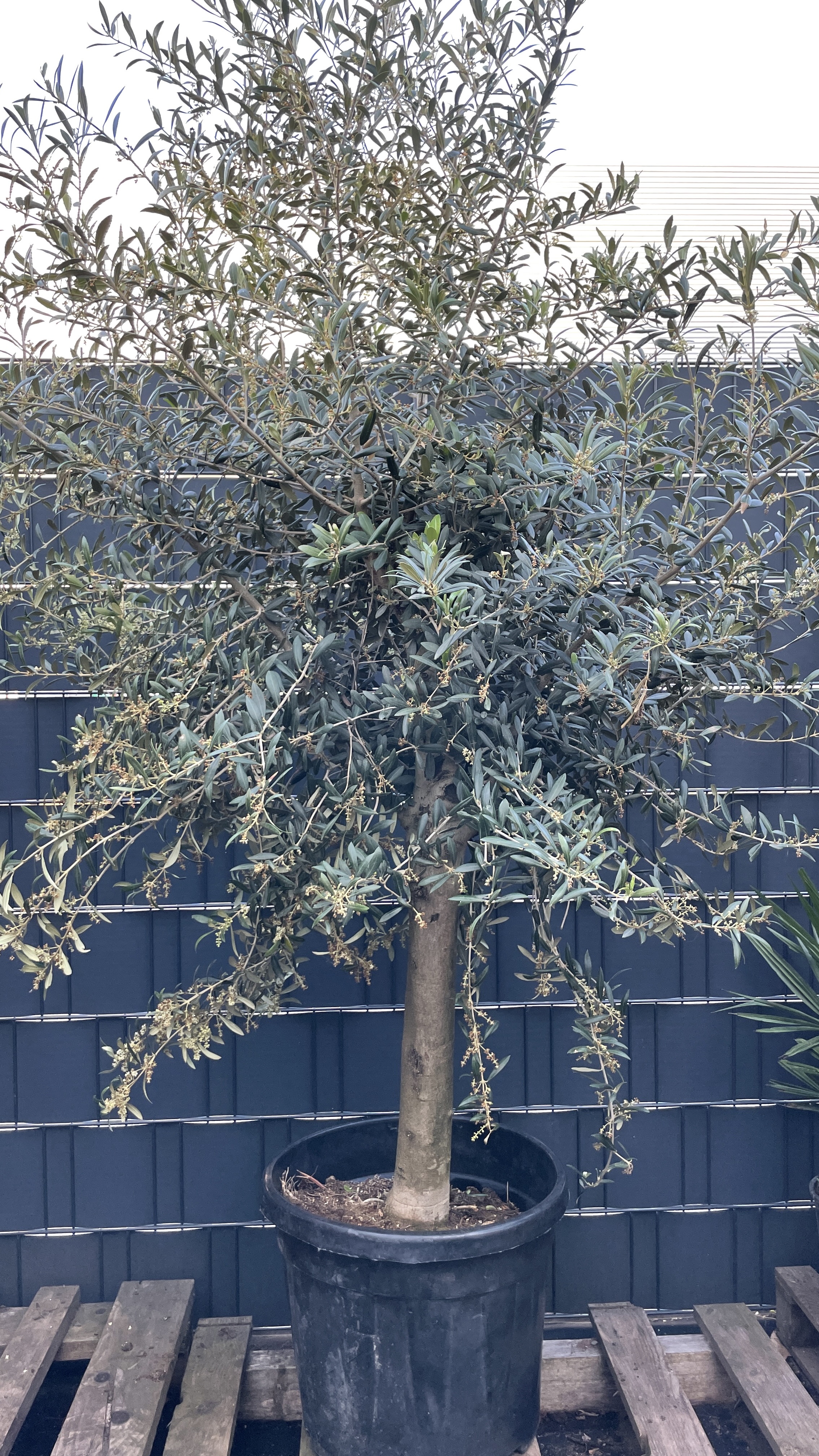 Olea europaea - Olivenbaum 150-160cm