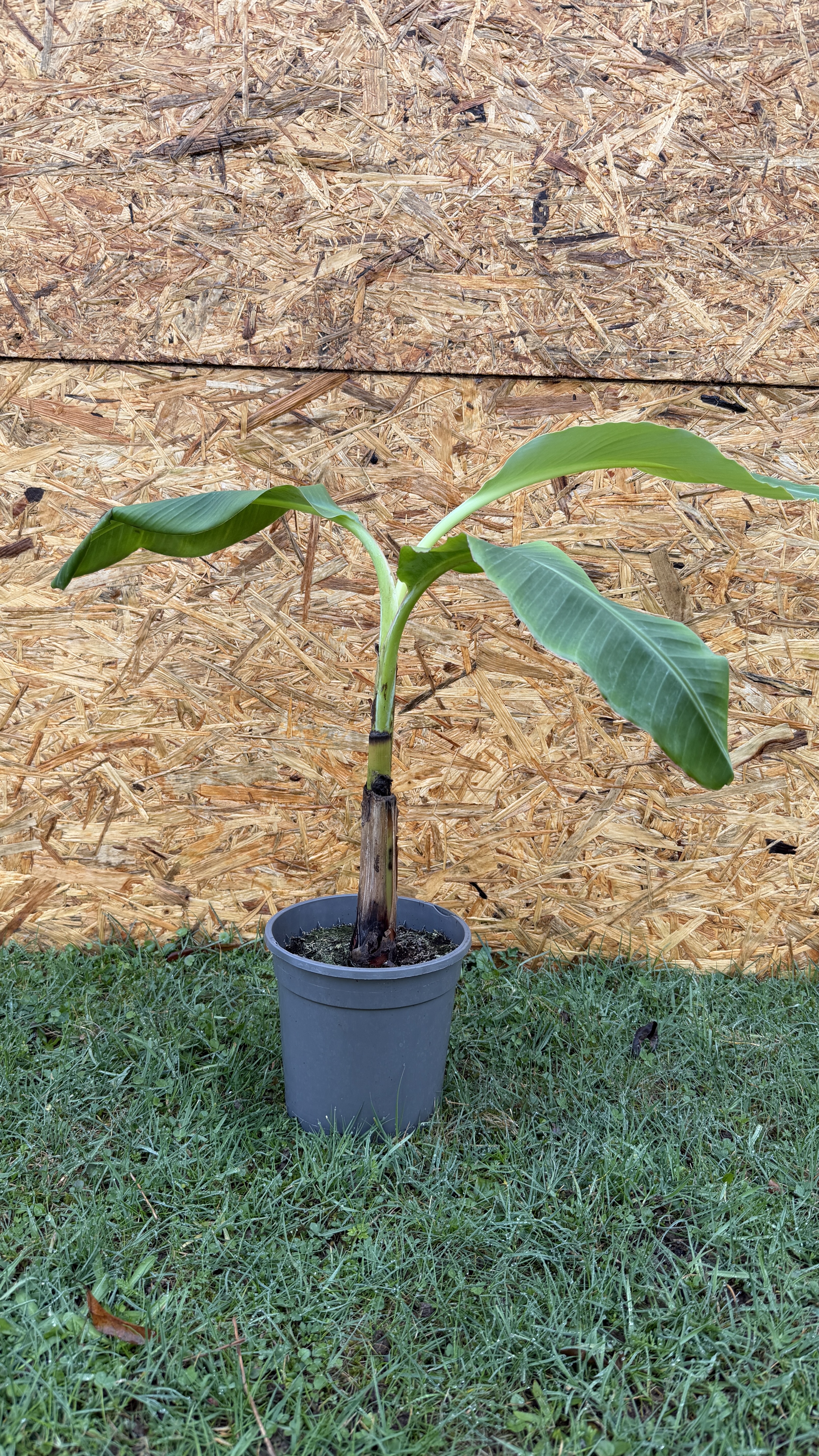 Musa acuminata Blue Java Eiscreme Banane, 40-60cm