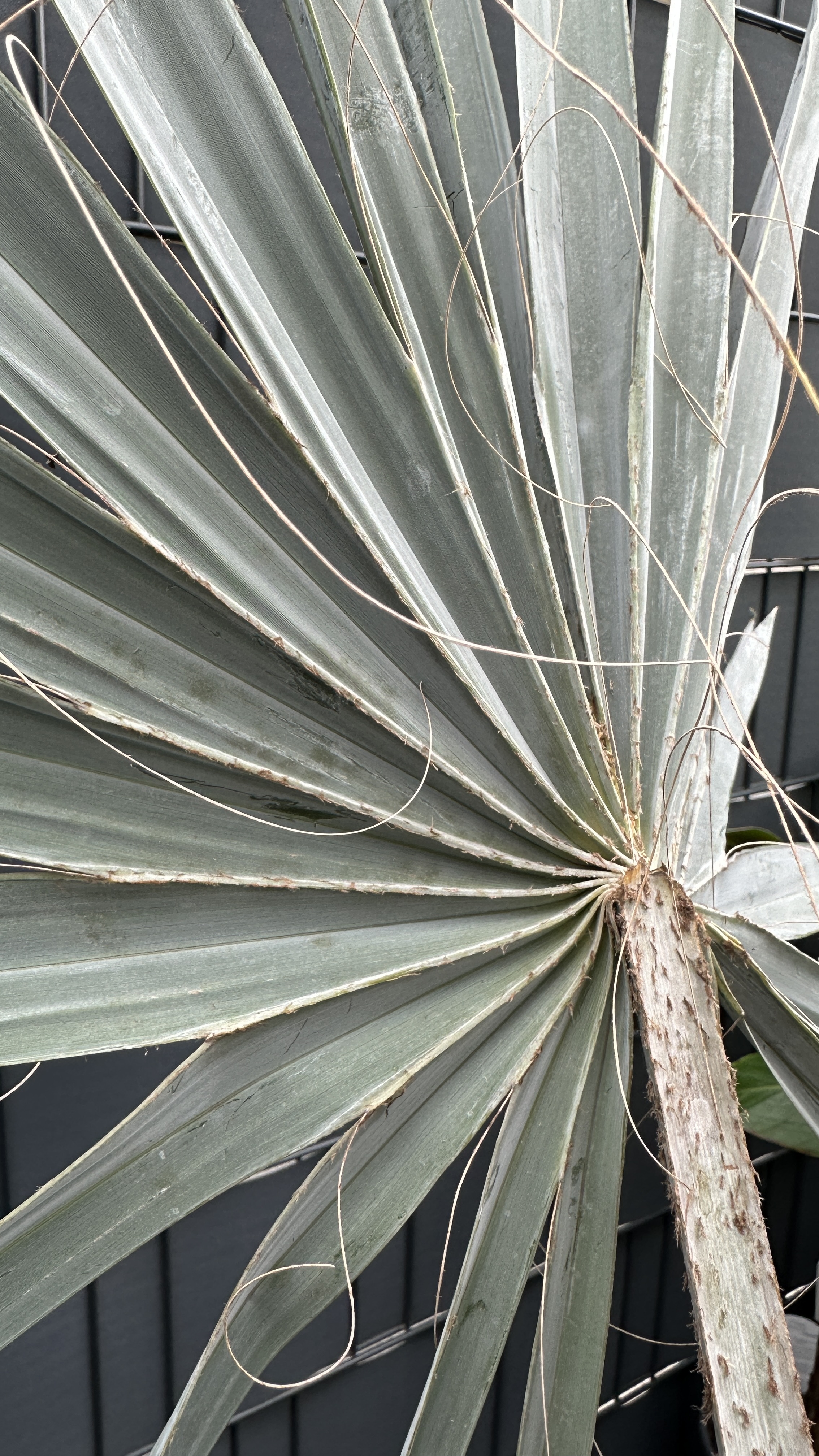 Bismarckia nobilis Bismarckpalme 110-130cm