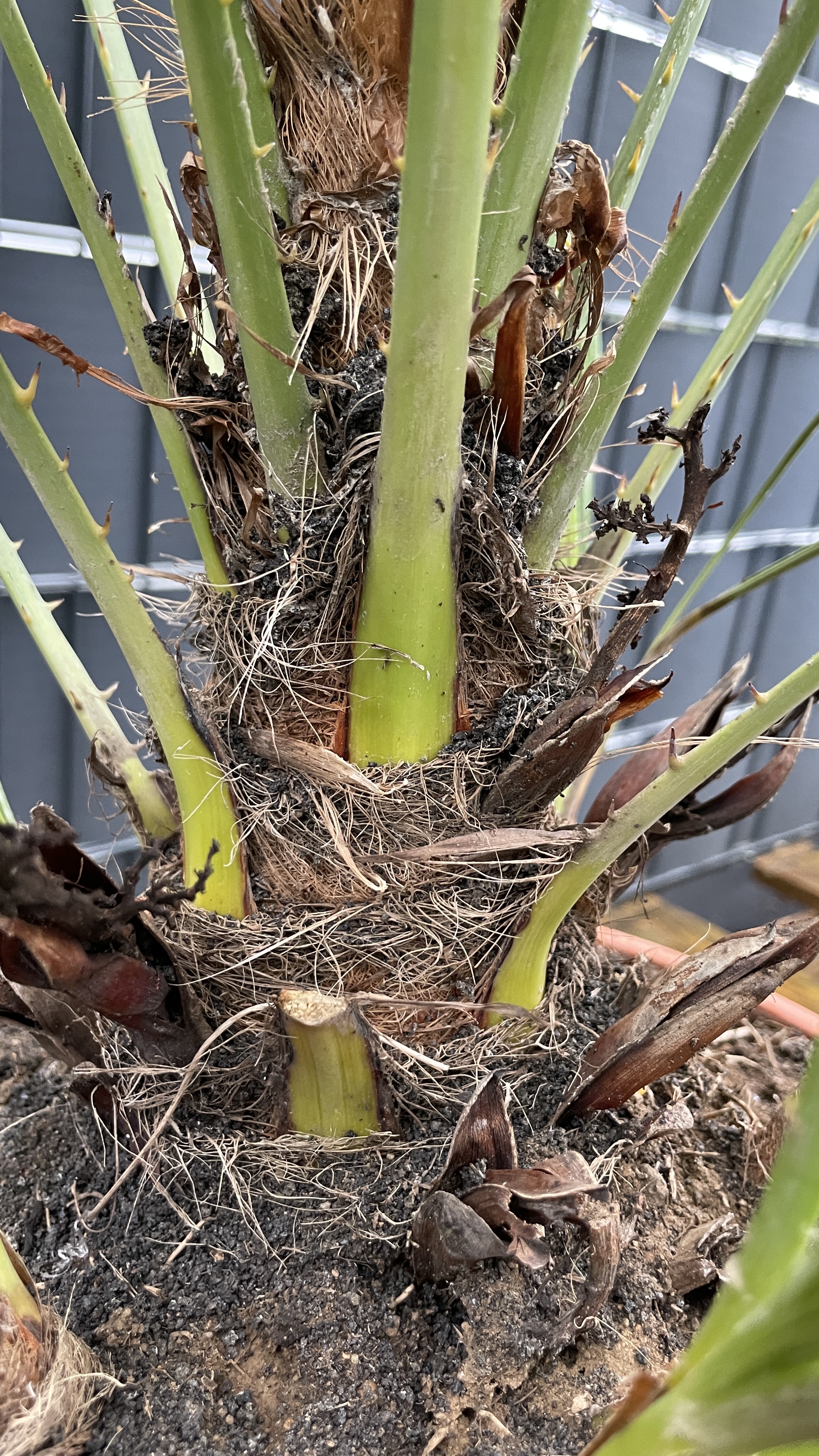 Chamaerops humilis - Zwergpalme 125-135cm