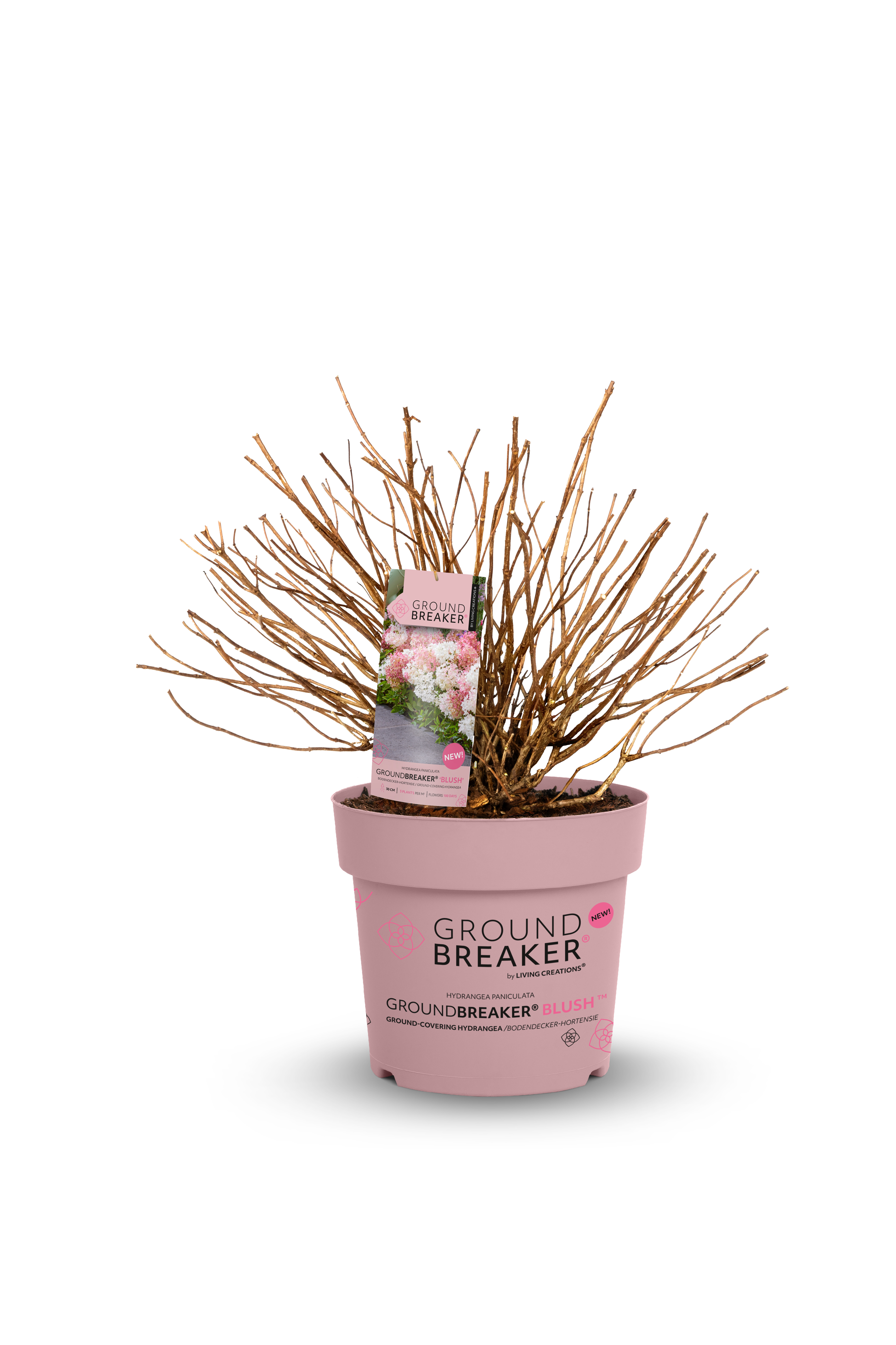 Zwerg-Rispenhortensie Groundbreaker® Blush, 30-40cm