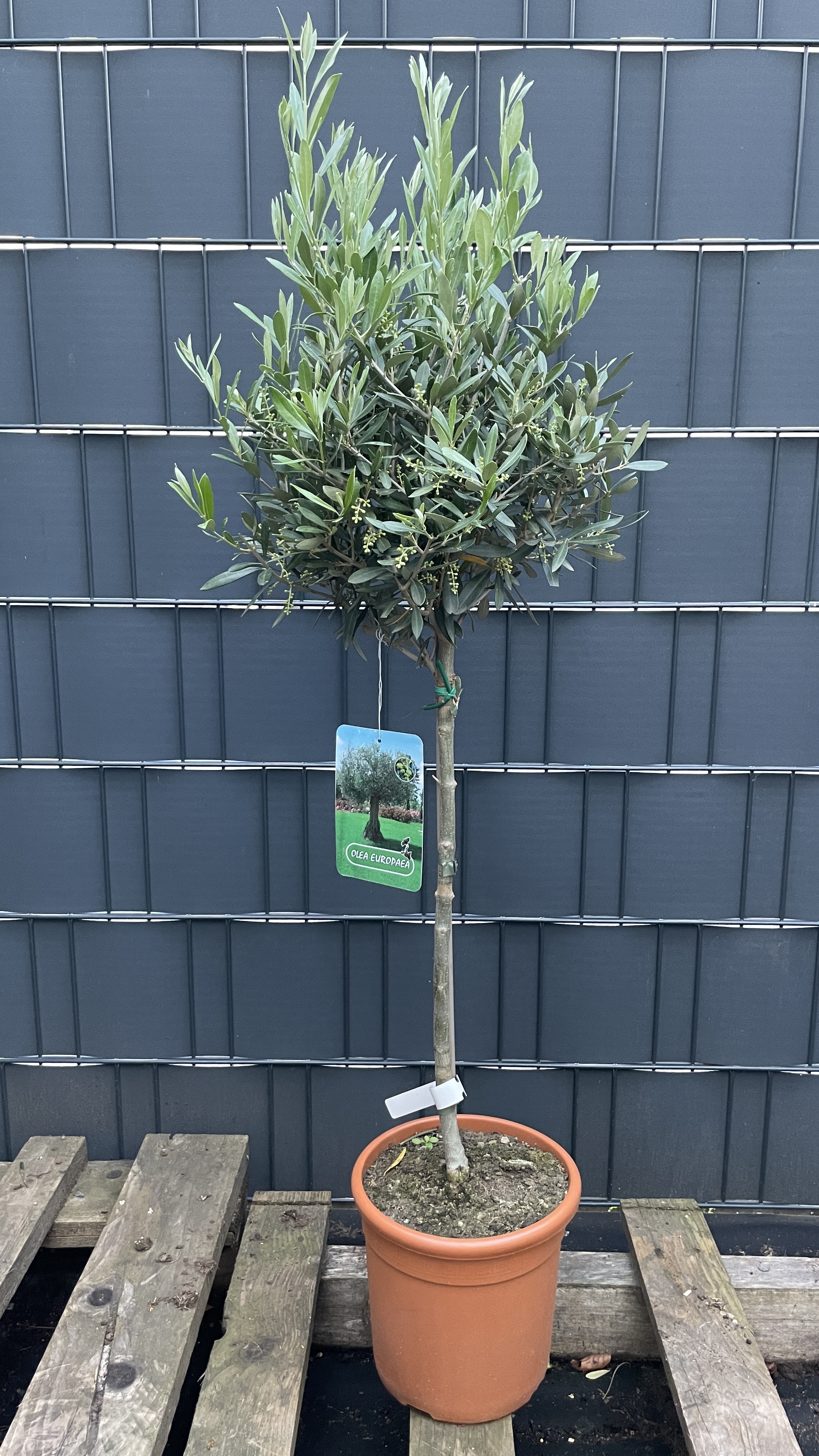 Olea europaea - Olivenbaum 90-105cm