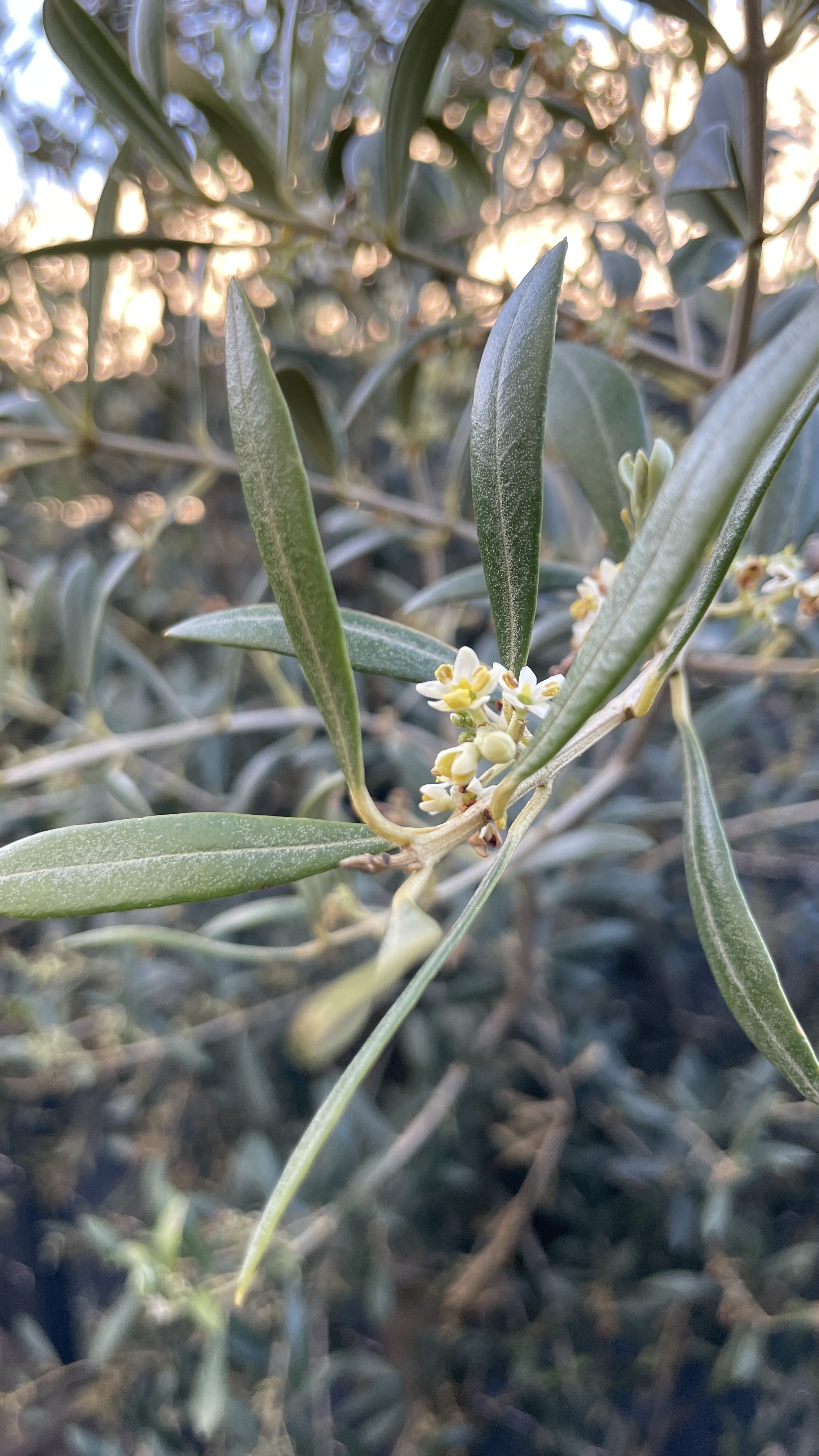 Olea europaea - Olivenbaum 150-160cm