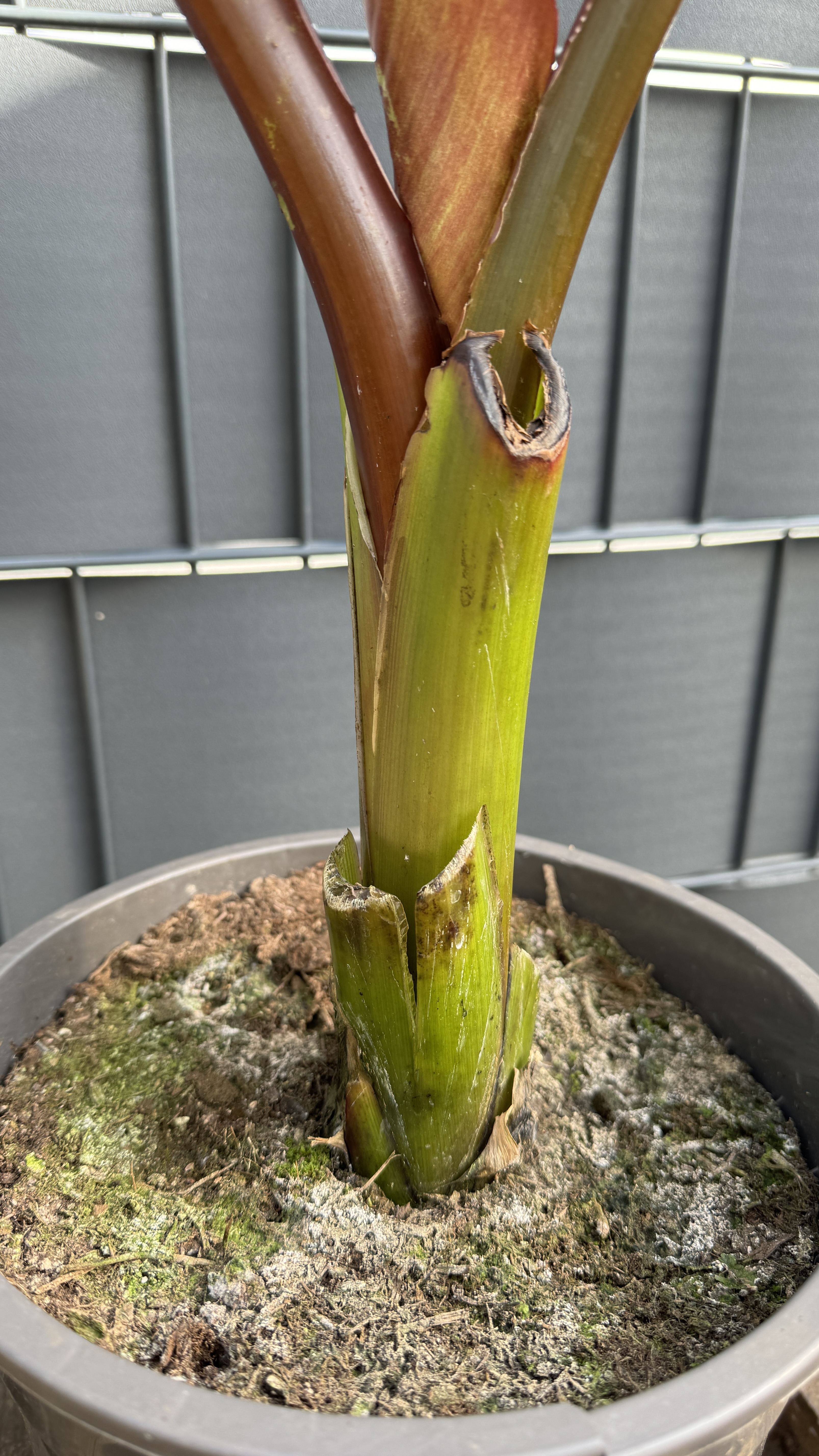 Musa Ensete ventricosum maurelli Rote Zierbanane 60-80cm