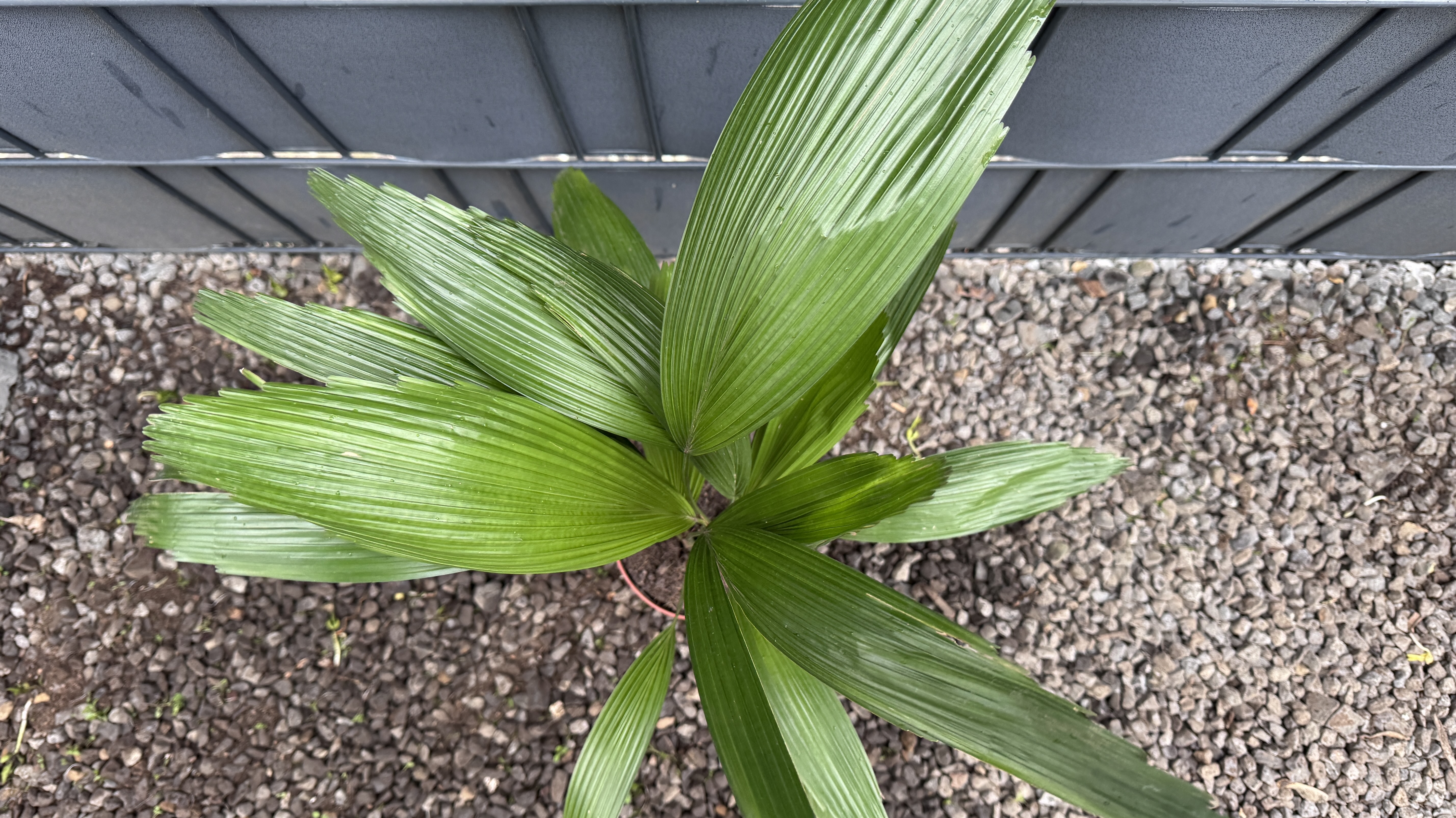 Licuala grandis Großblättrige Strahlenpalme 50-60cm