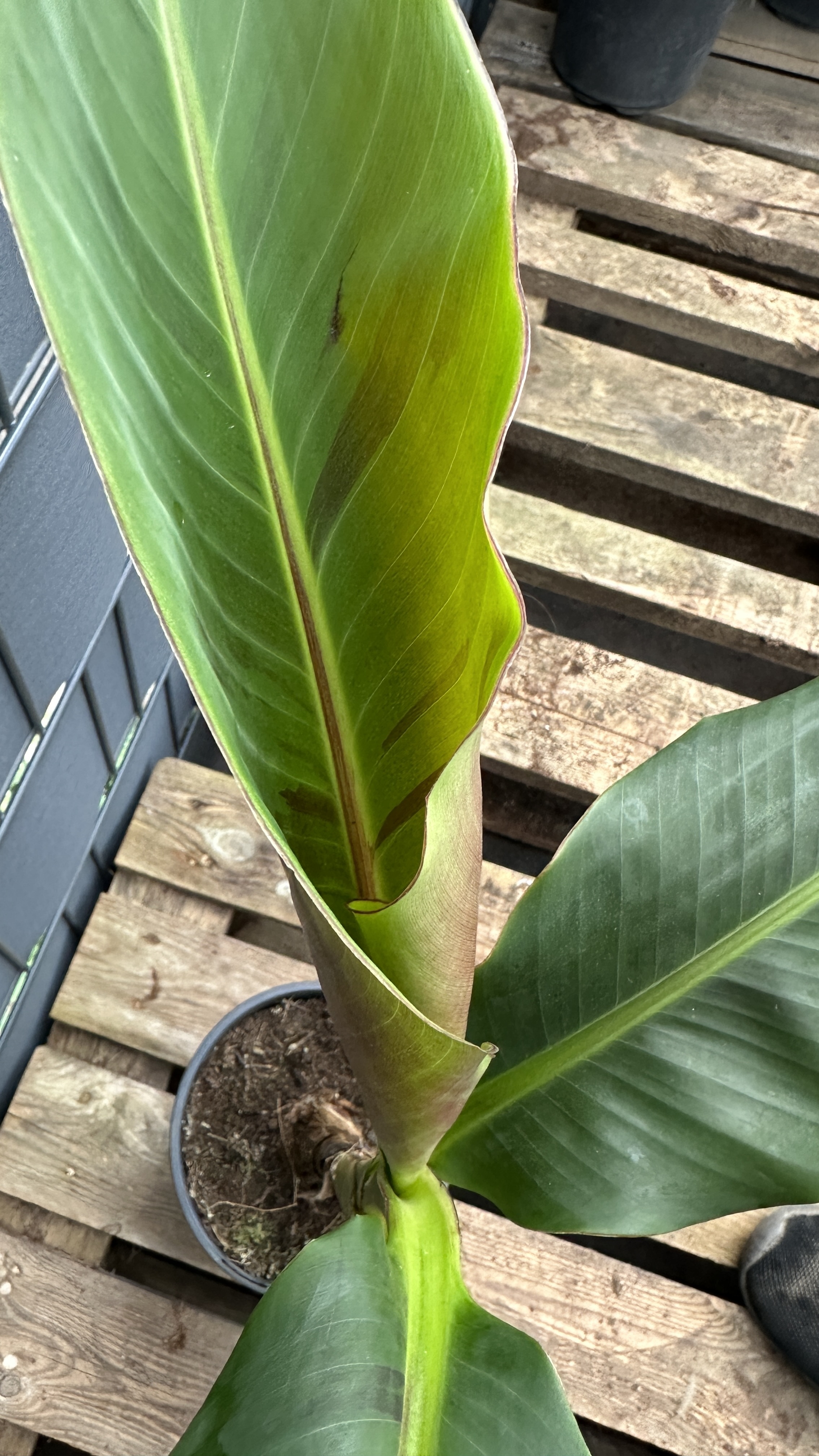 Musa sikkimensis Darjeeling Banane, 50-70cm