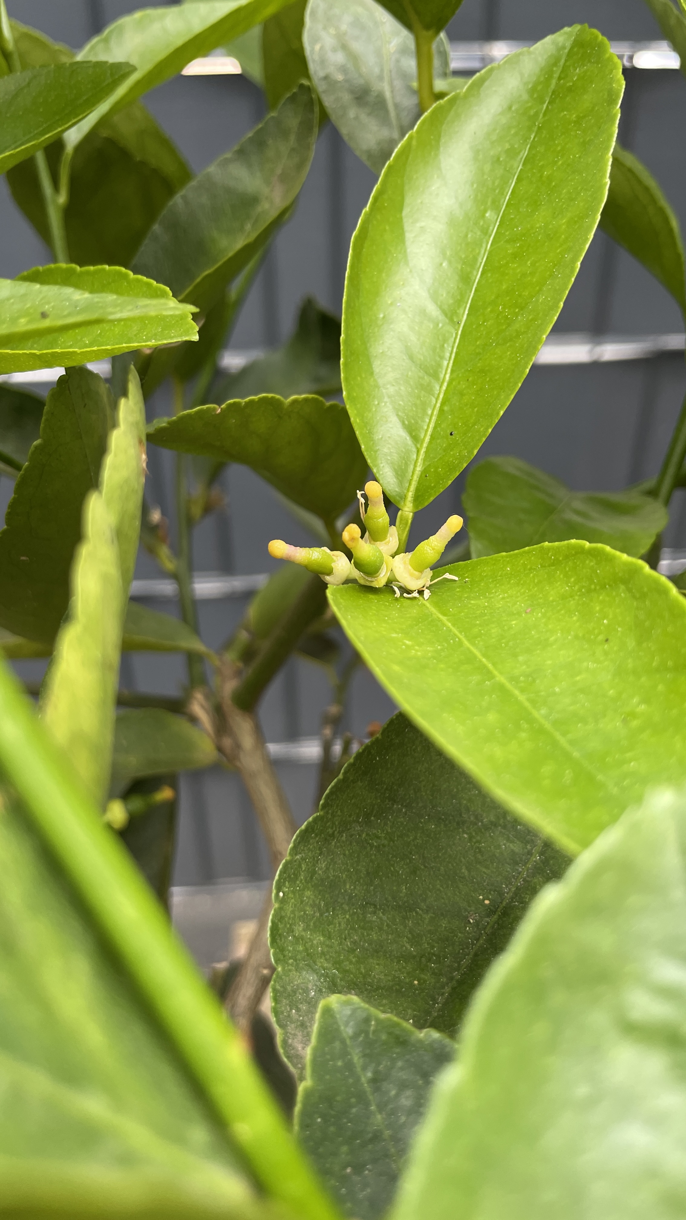 Citrus aurantifolia Lime Echter Limettenbaum 60-70cm