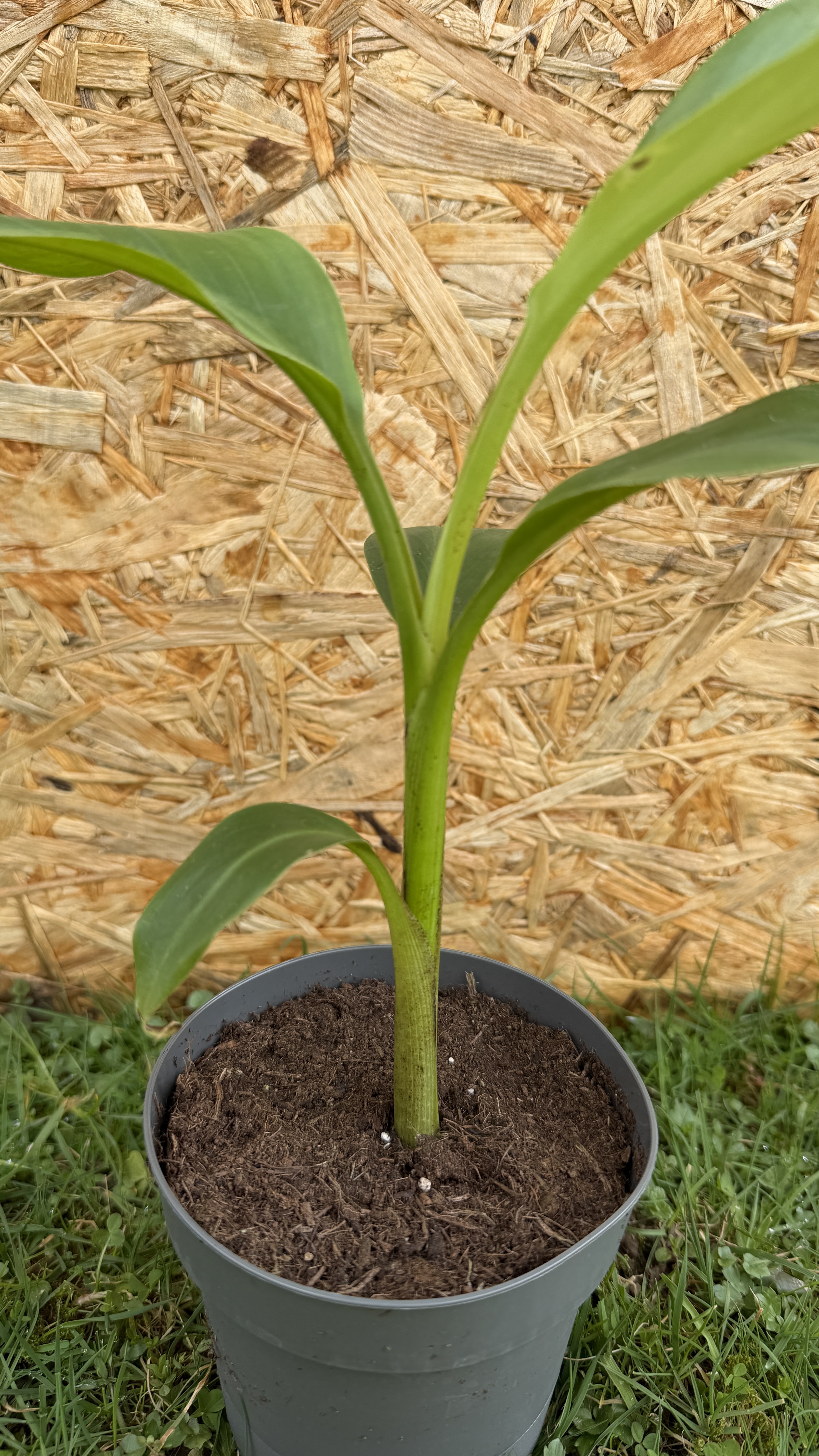 Musa itinerans "Forma India" Indische Banane, 30-40cm