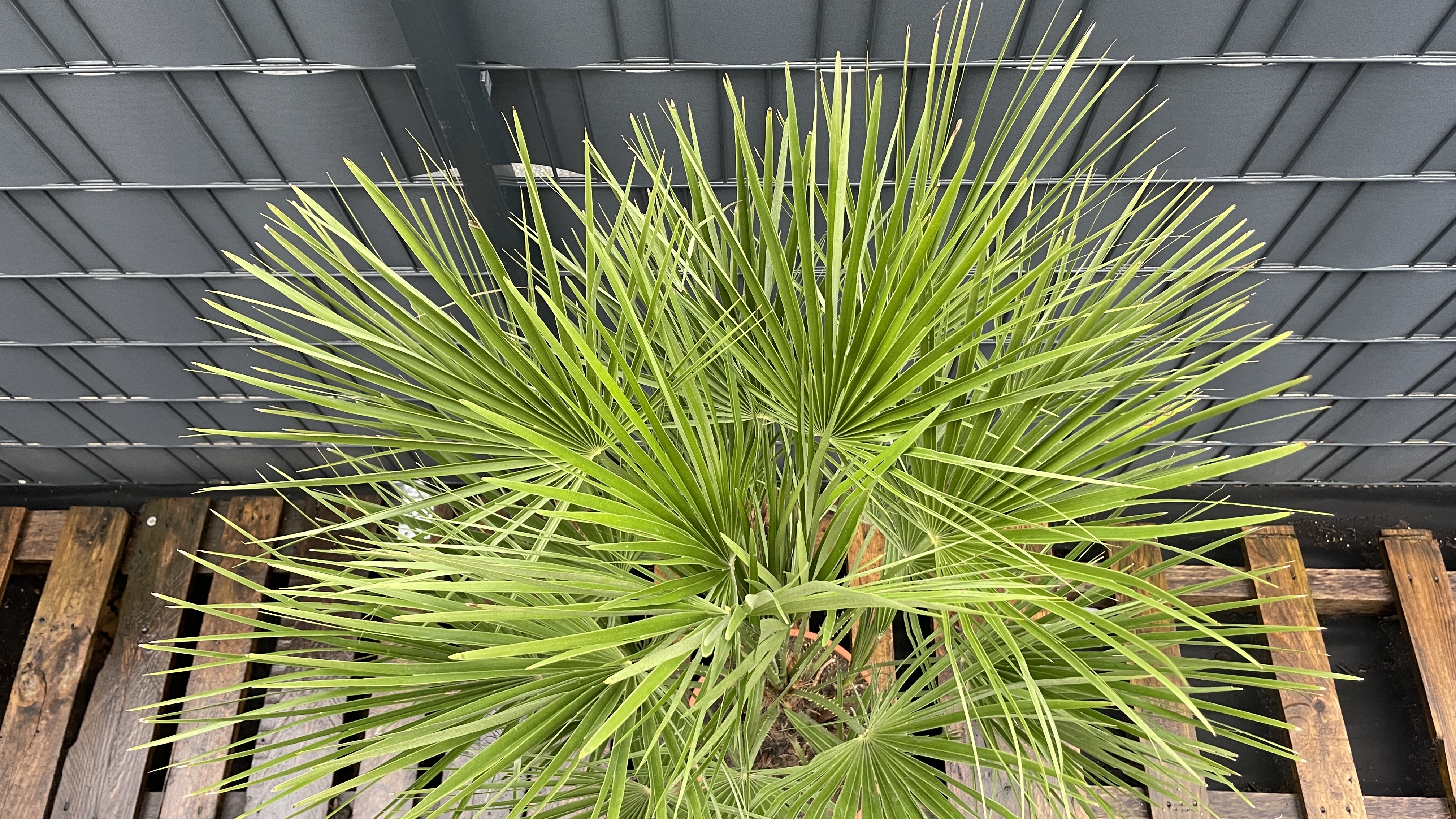 Chamaerops humilis - Zwergpalme 125-135cm
