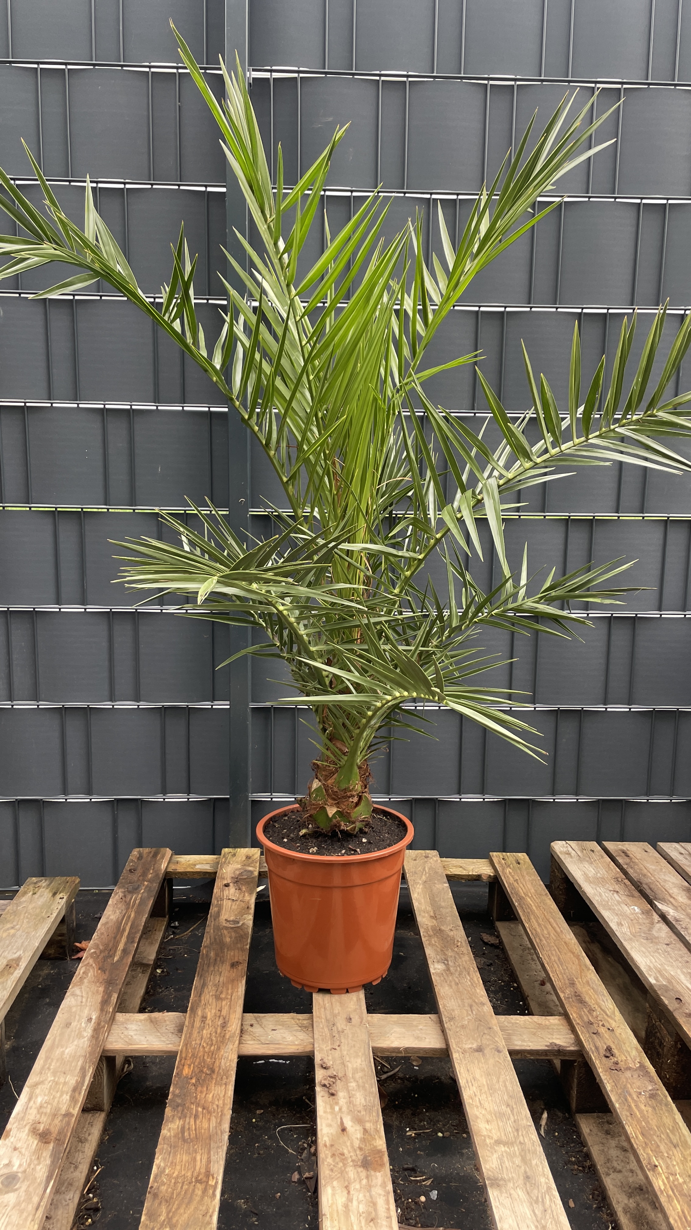Phoenix canariensis Kanarische Dattelpalme 120-130cm