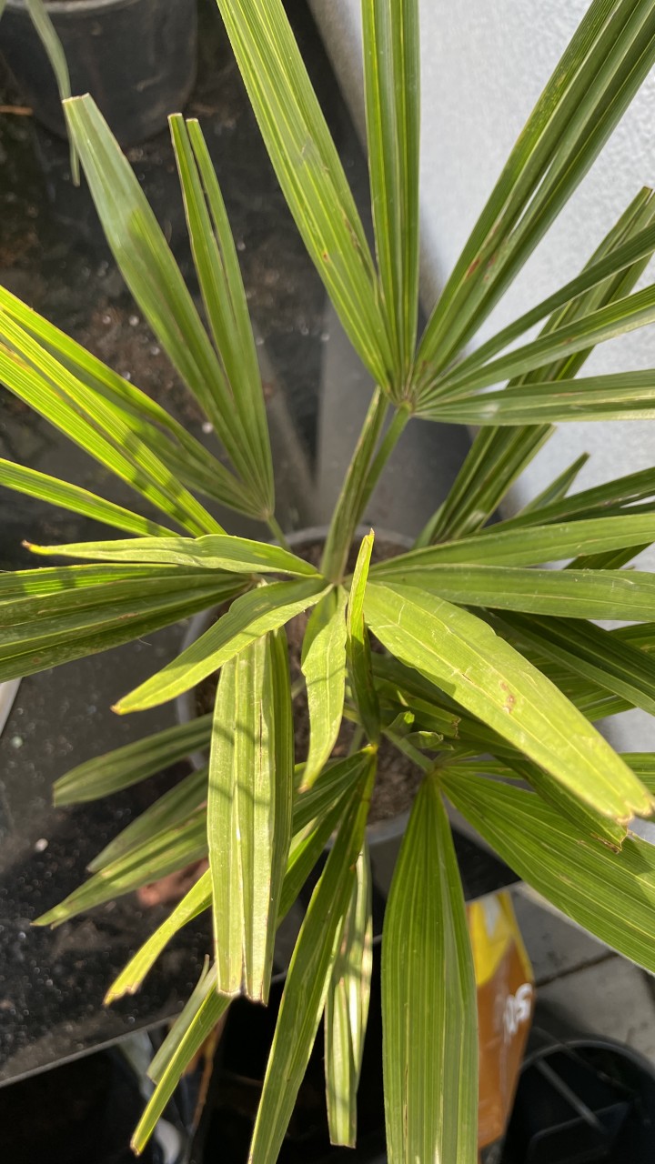 49+ Chinesische Hanfpalme Winterhart, Die chinesische hanfpalme