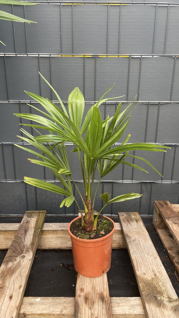Trachycarpus fortunei Chinesische Hanfpalme 4045cm TCF4045