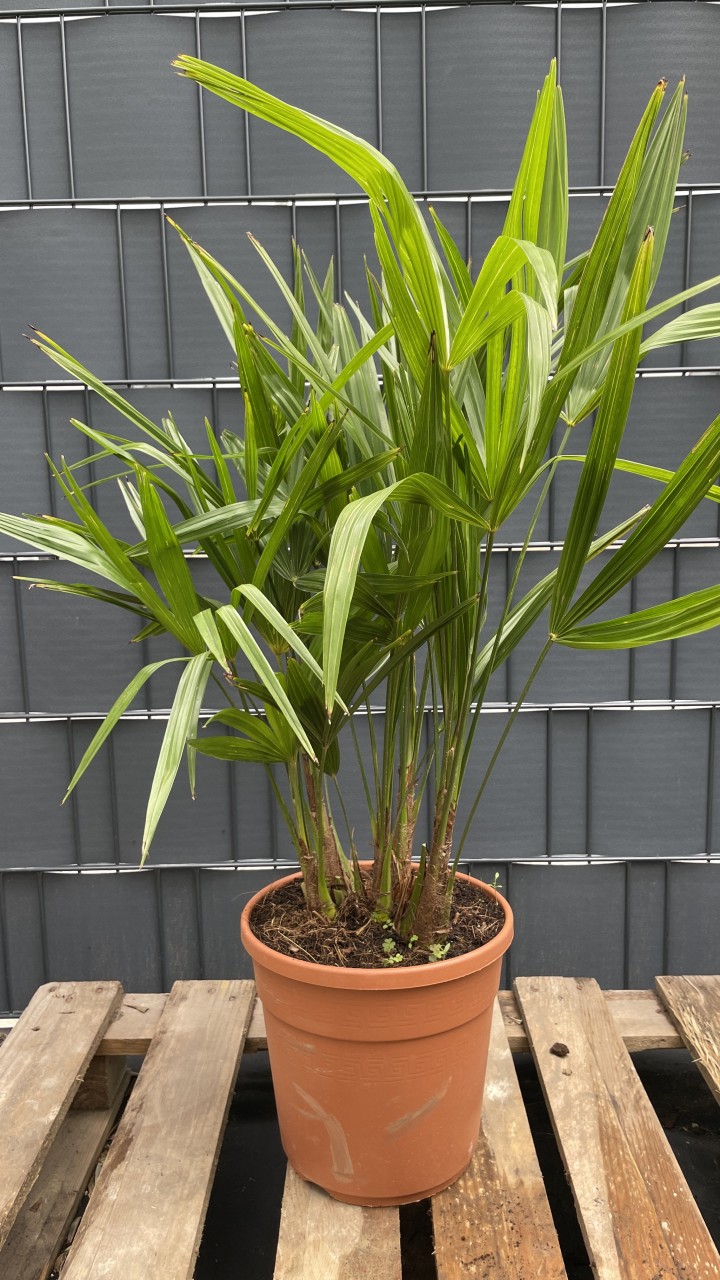 Trachycarpus fortunei Chinesische Hanfpalme Multistamm 7585cm TCFM7585