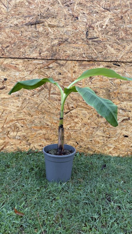 Musa acuminata Blue Java